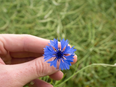 Hand hold nice blue flower cornflower in blossom. Fresh green ripe oilseed rape field in background.の写真素材