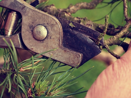 Artistic gardener hand trimming bonsai tree. Cleaning treetop from wrong twigs with heavy wide...