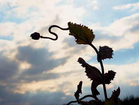 Bended stalk of poppy seed. Evening field of poppy heads before harvestingの写真素材