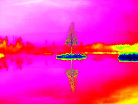 Amazing thermography photo. Young birch tree on island in middle of swamp lake. Purple morning  with...