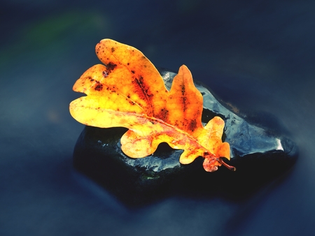 Detail of rotten old oak leaf on basalt stone in blurred water of mountain river, first autumn...