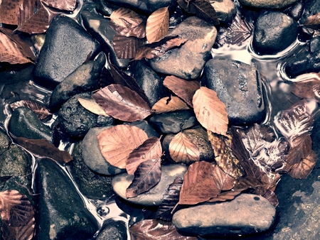 Fall colors. Detail of gravel at mountain river covered with colorful autumnal leaves. Vivid...