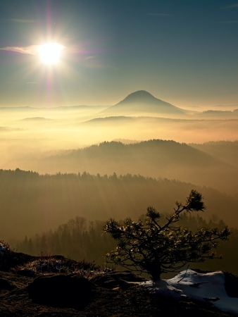 First snow flakes in needles of wild bonsai of pine on sandstone rocks. Blue mist in valley below peak. Autumnal foggy weather bellow.の写真素材