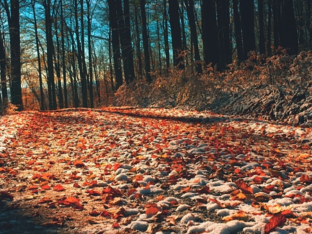 Snowy path leading among the beech trees in early winter forest. Fresh powder snow with colors of leaves, yellow green leaves on trees shinning in afternoon sunの写真素材