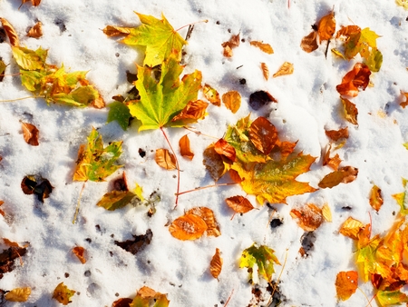 Fallen green and orange dry maple leaf and  beech leaf on snow. Leaves burned  in hoarfrost. First autumn freeze.の写真素材