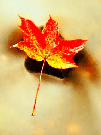 Watercolor paint effect. Yellow orange red  autumn maple leaves on water, dried leaf fallen into cold waterの写真素材