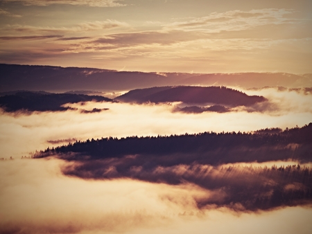 Autumn sunrise forest in a beautiful mountain within inversion. Treetops increased from foggy...