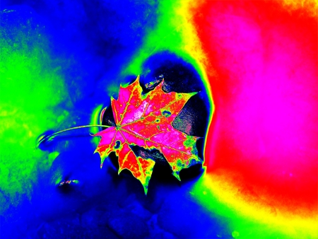 Ultraviolet  scan. Infrared  photo. The colorful broken leaf from maple tree on basalt stones in blurred water of mountain riverの写真素材