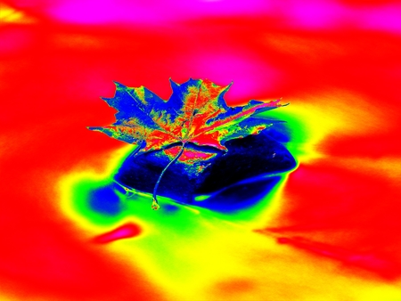 Ultraviolet  scan. Infrared  photo. The colorful broken leaf from maple tree on basalt stones in blurred water of mountain riverの写真素材