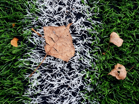 End of football season. Dry leaves and maple seeds  fallen on ground of plastic green football turf with painted white line .の写真素材