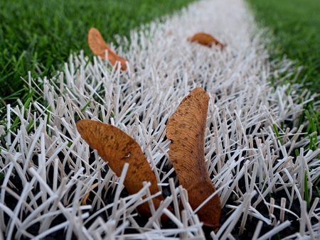 End of football season. Dry leaves and maple seeds  fallen on ground of plastic green football turf with painted white line .の写真素材