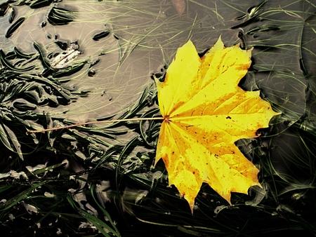 Fallen maple leaf in green algae. Rotten orange dotted yellow maple leaf in cold water of rapids. Colorful autumn symbol.の写真素材