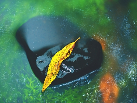 The broken leaf from willow tree on basalt stone in blurred water of river. Beauty scenery. Broken stone. Beauty willow leaf in water. Fall scenery. Stone rapidsの写真素材