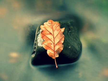 Fall oak leaf. Caught rotten old oak leaf on stone in blurred water of mountain river. Autumn symbol, life circle.の写真素材