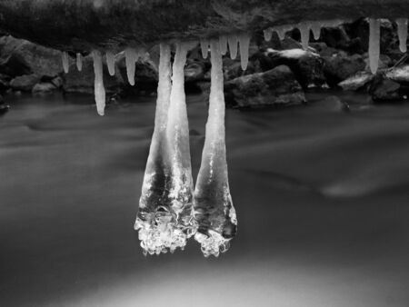 Long icicles hang above dark freeze water of mountain stream. Winter season at the river, thin icicles are hanging on fallen trunk above milky water level.の写真素材