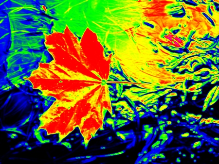 Infrared scan of leaves in river. Maple and  oak leaves on stream water level. Thermo vision changed colors. Temperature measurement.の写真素材