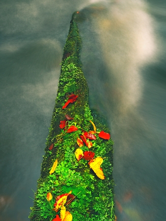Broken mossy tree trunk fallen in mountain river. Orange and yellow beeches leaves on branch, clear water running below fallen treeの写真素材