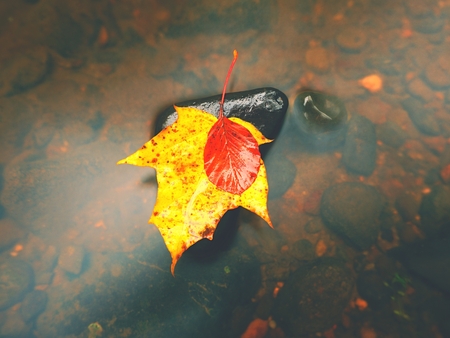Fallen maple leaf. Rotten orange dotted yellow maple leaf in cold water of mountain stream. Colorful autumn symbol.の写真素材