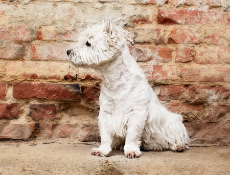 West Highland White Terrier sitting at the old brick wall. Nice contrast  of the dog hairs and contour of bricks.  The dog watches the surroundingsの写真素材