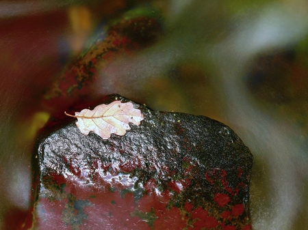 Autumn colorful leaf. Castaway slipper on wet stone in streamの写真素材