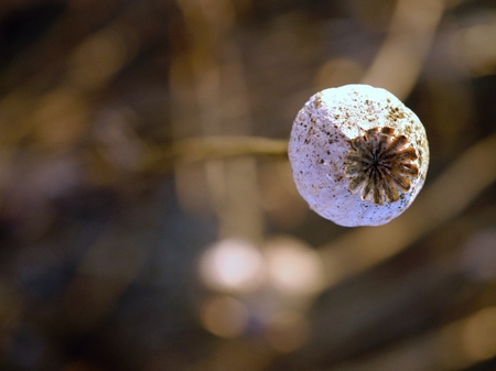 Detail of cultivated poppy head. Dry flower in the fieldの写真素材