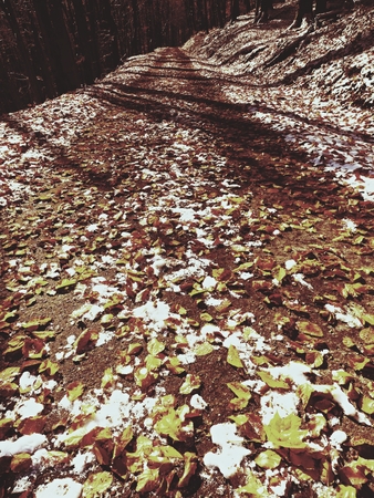 First snow on colorful leaves. Autumnal nature.  Road in autumn forestの写真素材