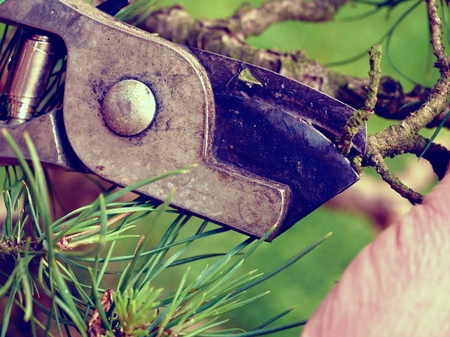 Artistic gardener hand trimming bonsai tree. Cleaning treetop from wrong twigs with heavy wide scissors. . Needle bonsai treeの写真素材