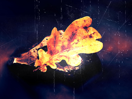 Film grain effect. Caught rotten old oak leaf on stone in blurred water of mountain river, first autumn leaves.の写真素材