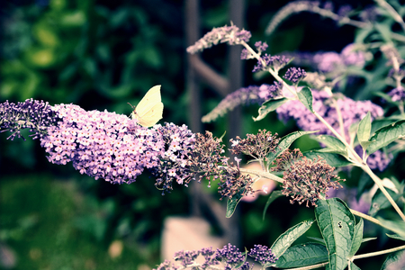 White Butterfly feeding nectar on lilac flower. Rich colors of purple buddleja bushの写真素材