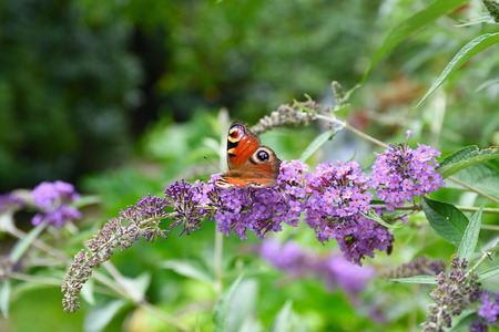 Peacock butterfly on a buddleja bush in summer, fresh summer smell