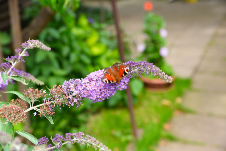Peacock butterfly on a buddleja bush in summer, fresh summer smell