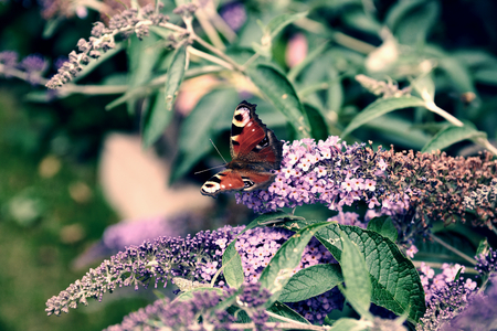 Peacock butterfly on a buddleja bush in summer, fresh summer smellの写真素材