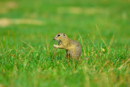 Ground squirrel hold some corns in front legs and feeding. Small animal sitting alone in  short grass.の写真素材