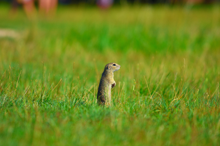 Alerted squirrel . Ground squirrel alert and watching around. Cute mammal on meadowの写真素材