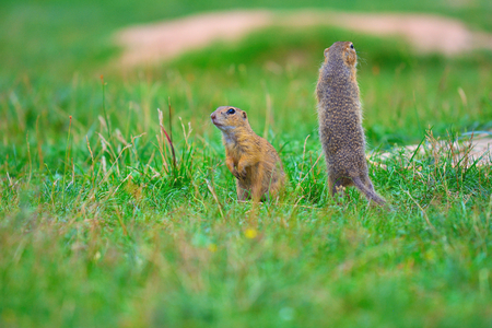 Alerted squirrel . Ground squirrel alert and watching around. Cute mammal on meadowの写真素材