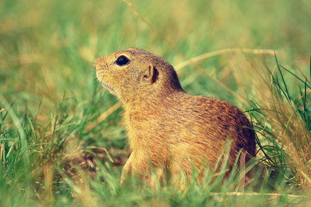 Cute European ground squirrel. Lovely gnawer feeding on meadow (Spermophilus citellus)の写真素材