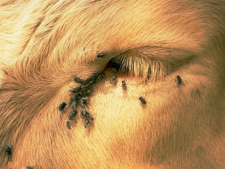 Detail of white cow eye with many annoying flies. Flies sit or run into cow eye. White cow sleep in hot sunny day on meadow.の写真素材