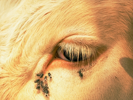 Detail of white cow eye with many annoying flies. Flies sit or run into cow eye. White cow sleep in hot sunny day on meadow.の写真素材