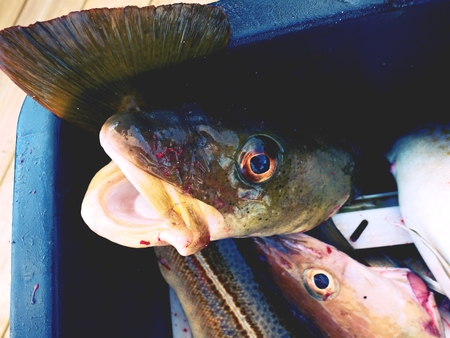 Freshly killed fish in a plastic box with a little of bloody water. Draining fish in the blood. Fish slaughterhouse or butcheryの写真素材