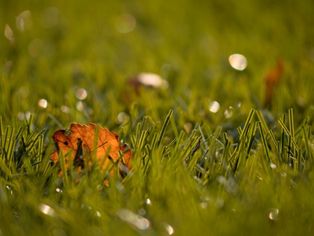 Football playfield. Outdoor soccer playground, poor grass at end of season with first colorful leavesの写真素材