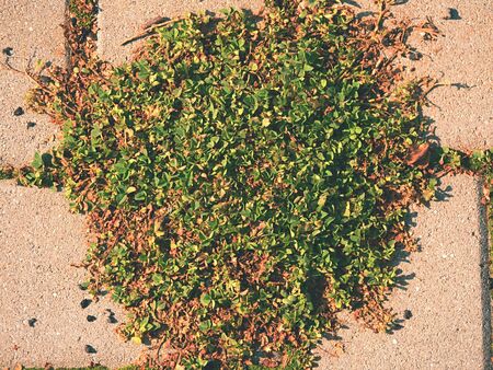 Cobblestone paving footpath with a bunch of grass,  concrete cobbles. Texture of old stone path with green grassの写真素材