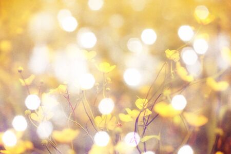 Flare, soft focus. Blurry view.  Blurred and de focused yellow blossom and green stalks leaves for background.の写真素材