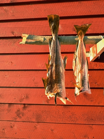 Drying of cod fishes. Unsalted codfish dried  by cold air and wind on wooden racks. Red and white traditional  house used by fishermen in Skandinavia.の写真素材