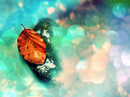 Flare, soft focus. Autumn orange colors in water. Death beech  leaf is laying on wet stone in cold mountain stream. Stones and colorful autumn leaves.の写真素材