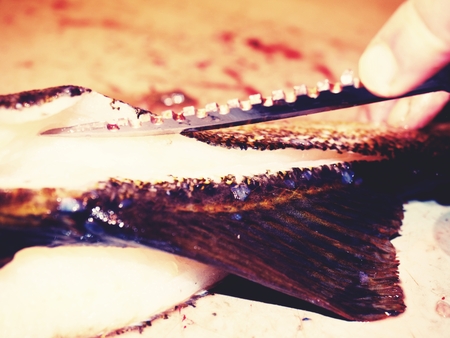 Fish farm slaughterer hands gutting cod, the codfish. Man hand is filleting freshly caught fish. Dorsal cut and separation of meat from bonesの写真素材