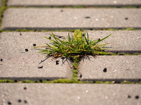Cobbled pavement with a bunch of grass. The stone sidewalk in variation with a green grass.の写真素材