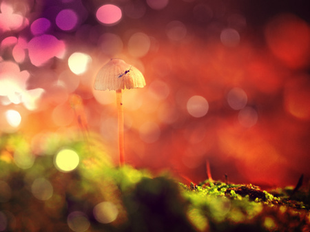 Flare, soft focus. Mysterious wild muschroom in lighting forest. Surreal light. Moss and fairytale mushroomの写真素材