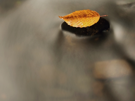 Orange beech leaf on dark slippery stone in cold water. Autumn colors.の写真素材