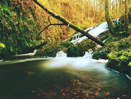 Autumnal waterfall on mountain stream. Foamy water is falling over mossy boulder and corful leaves....