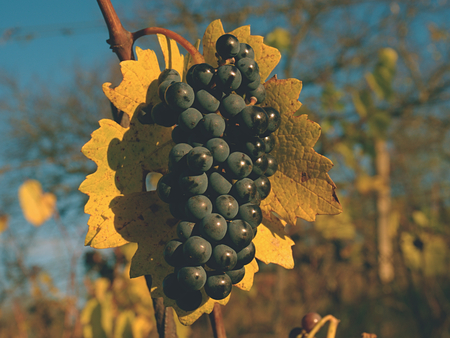 Organic grape on vine branches. Agriculture background. Yellow orange red leaves on grapevine plants...